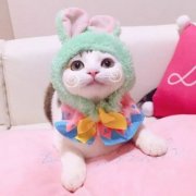 网红情侣喵星人猫咪高清头像图片