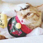 可爱一只猫一只狗高清情侣头像图片