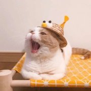 猫咪一左一右高清可爱情侣头像图片