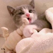 超萌可爱猫咪高清情头图片