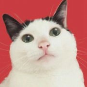 猫咪呆萌可爱一对两张情侣头像图片