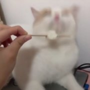 可爱一猫一狗高清情侣头像图片