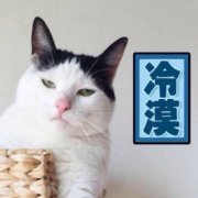 可爱一对两张猫咪高清情头图片