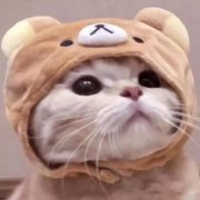 猫咪高清可爱情侣超萌一对两张头像图片