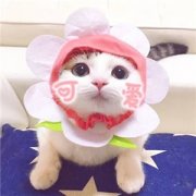 超萌超可爱情侣一人一张猫咪头像图片