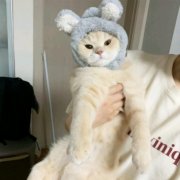 动物猫咪可爱一左一右情侣头像图片