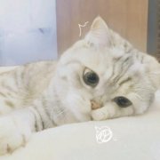 超萌可爱猫咪的一左一右情侣头像图片