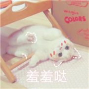 超萌可爱猫咪一人一张的情头图片