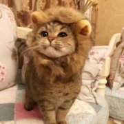 超萌可爱情侣猫咪头像高清图片