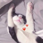 可爱超萌猫咪两张一对高清情侣头像图片