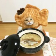 两个猫咪的情头可爱高清图片