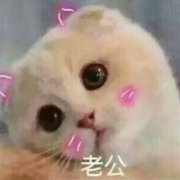 超萌超可爱的情侣猫咪头像图片