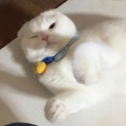 超萌超可爱猫咪情侣头像图片