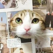 猫咪情侣头像高清可爱图片