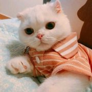 超萌可爱猫系情侣头像一左一右高清图片