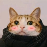 超萌可爱猫咪情头一左一右图片