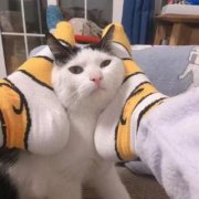 可爱情侣头像猫咪一左一右高清图片