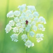 微信头像风景花淡雅清新