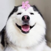 超萌可爱高清二货哈士奇头像图片