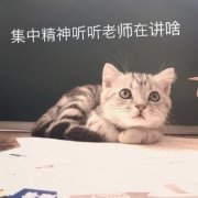 微信带字猫咪表情包头像