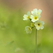 一朵花儿头像图片大全