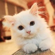 QQ可爱呆萌小猫头像图片