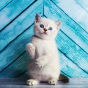 可爱超萌小猫咪头像图片