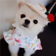超萌微信头像动物茶杯犬可爱图片