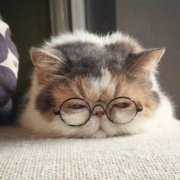 可爱胖萌猫图片头像