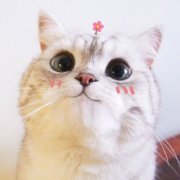 可爱猫咪高清头像图片