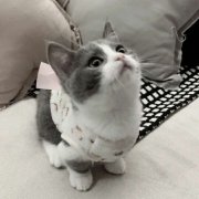 高清可爱小猫咪卖萌头像图片