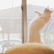 超萌可爱的白猫头像图片