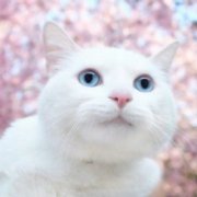 高清漂亮猫咪图片大全可爱头像