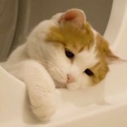 高清伤感丧脸猫咪头像图片