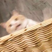 高清可爱头像猫咪图片