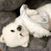 超萌可爱猫猫狗狗图片头像