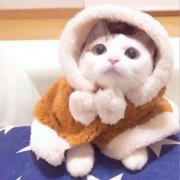 高清可爱小猫咪超萌头像图片