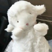 高清呆萌可爱小绵羊玩偶头像图片