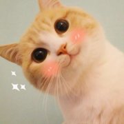 可爱超萌qq猫咪头像超清图片