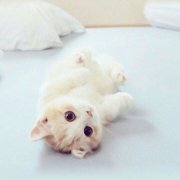 超萌可爱喵星人头像高清图片