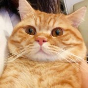 高清可爱胖橘猫头像图片