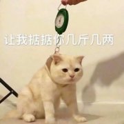 高清超级萌猫猫头像可爱图片