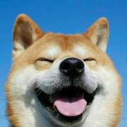 高清超萌可爱狗狗头像图片大全