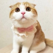 高清可爱橘猫头像图片