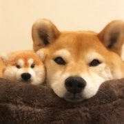 柴犬微信头像可爱图片