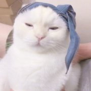 白色小猫头像可爱高清图片