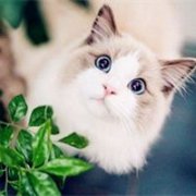 超萌猫咪qq头像大全可爱
