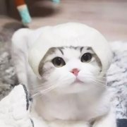 高清qq头像猫咪可爱图片