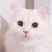 高清超萌可爱猫咪图片头像