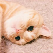 可爱萌猫qq头像图片大全